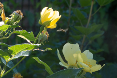 Rose Tottering by Gently