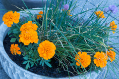 Schnittlauch mit Tagetes