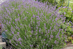 Lavendel