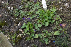 Viola odorata Königin Charlotte - Veilchen