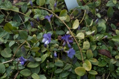 Vinca minor - Kleines Immergrün