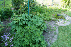 Terrassenbeet mit Brandkraut, Storchschnabel und Thymian