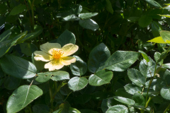 Rose Tottering by Gently