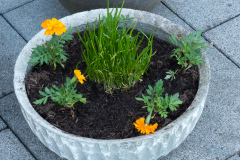 Tagetes und Schnittlauch