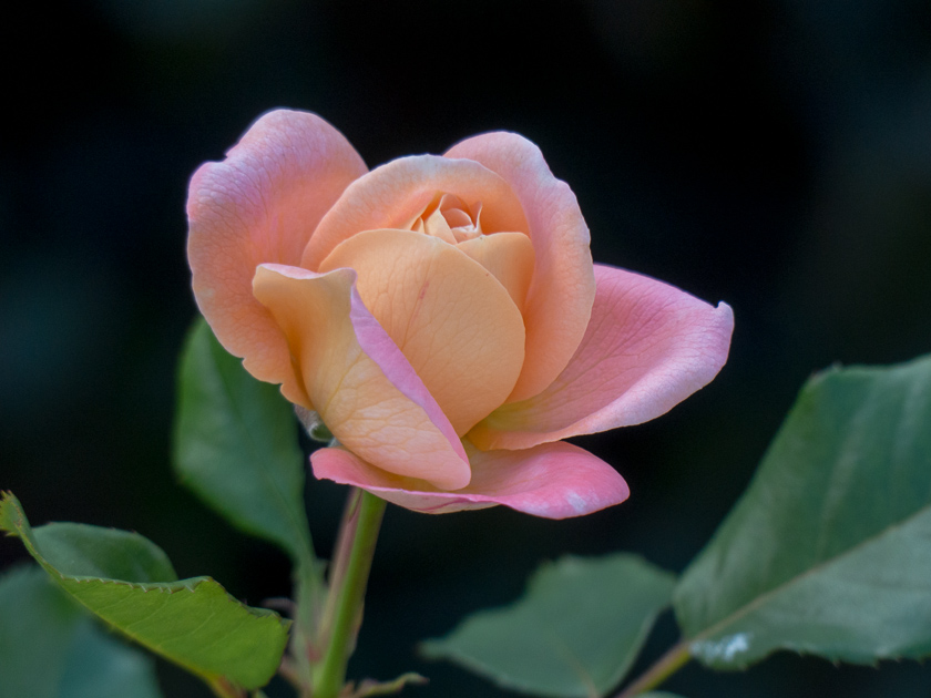 Rose Bonita Renaissance