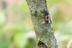 Besucher am Apfelbaum