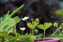 Erdbeeren