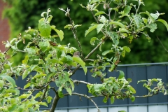 Vogel im Apelbaum