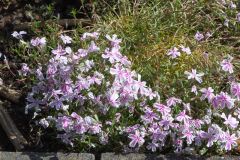 Polsterphlox