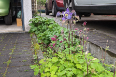 Akelei, Aquilegia caerulea 'Biedermeier'