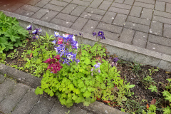 Akelei, Aquilegia caerulea 'Biedermeier'