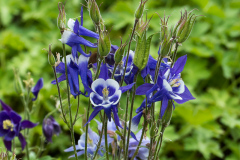 Akelei, Aquilegia caerulea 'Biedermeier'