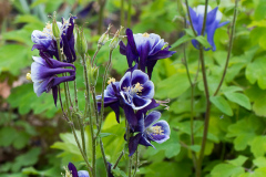 Akelei, Aquilegia caerulea 'Biedermeier'