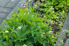 Sterndolde, Astrantia major 'Primadonna'