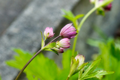 Knospe der Sterndolde Astrantia major 'Primadonna'