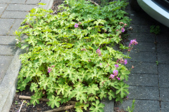 Storchschnabel, Geranium macrorrhizum 'Pindus'