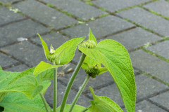 Blüte beim Brandkraut