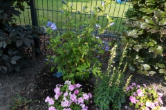 Hibiscus mit Löwenmäulchen und Fleißigen Lieschen