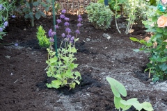 Garten-Salbei Purple Rain