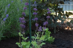 Garten-Salbei Purple Rain