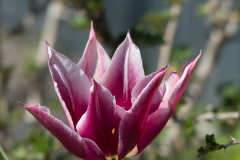 Tulpe