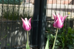 Tulpe