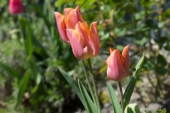 Tulpe