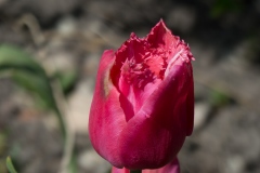 Tulpe