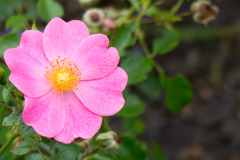 Rose Bienenweide Rosa