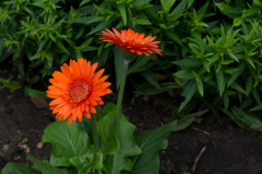 Gerbera