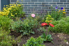 Gerbera als Farbtupfer