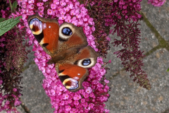 Schmetterling auf Sommerflieder