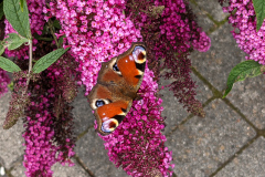 Schmetterling auf Sommerflieder