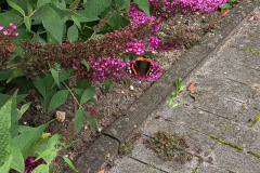 Schmetterling auf Sommerflieder