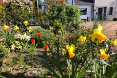 Osterglocken und Tulpen im Vorgarten