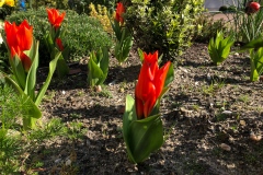 Tulpen im Vorgarten