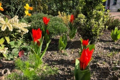 Tulpen im Vorgarten