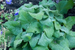 Brandkraut Phlomis russeliana